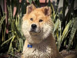 Shelter Stray Female Dog last seen N 4TH STTREET, Bonita, CA 91902