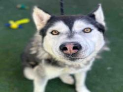 Shelter Stray Male Dog last seen , 5821 Sweetwater Rd, Bonita, CA 91902, USA