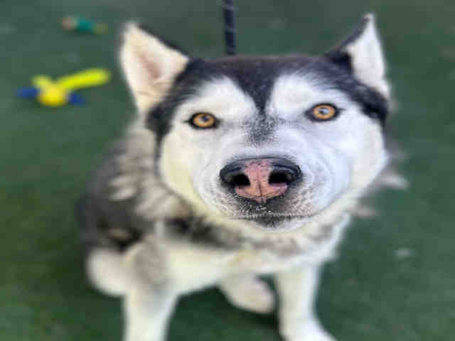 Shelter Stray Male Dog last seen , 5821 Sweetwater Rd, Bonita, CA 91902, USA