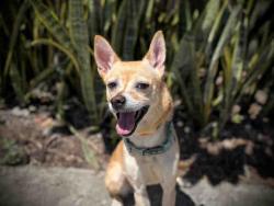 Shelter Stray Female Dog last seen QUARRY RD, Bonita, CA 91902