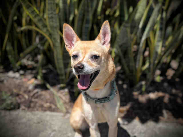 Shelter Stray Female Dog last seen QUARRY RD, Bonita, CA 91902