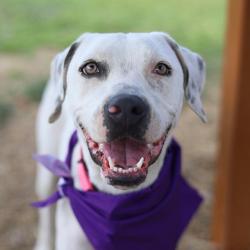 Shelter Stray Female Dog last seen Near BLOCK SWEETBRIAR, San Antonio, TX 78227
