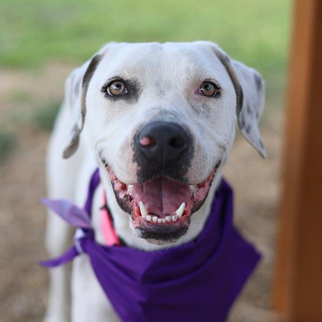 Shelter Stray Female Dog last seen Near BLOCK SWEETBRIAR, San Antonio, TX 78227