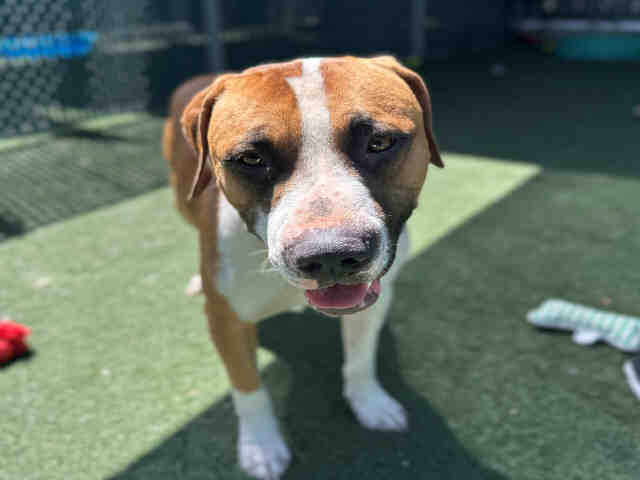 Shelter Stray Male Dog last seen MARATHON PKWY, Bonita, CA 91902