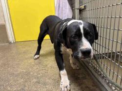 Shelter Stray Male Dog last seen MARATHON PKWY, Bonita, CA 91902