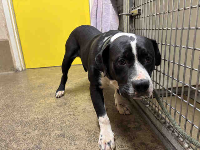 Shelter Stray Male Dog last seen MARATHON PKWY, Bonita, CA 91902