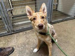 Shelter Stray Female Dog last seen ROBIN WOOD, Bonita, CA 91902