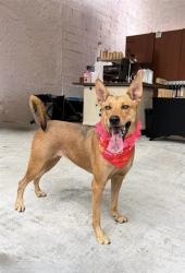 Shelter Stray Female Dog last seen Near BLOCK NW 31 ST, Doral, FL 33122