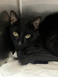 Shelter Stray Male Cat last seen Near BLOCK CHATTERER ST, NORTH LAS VEGAS NV 89084, Las Vegas, NV 89101