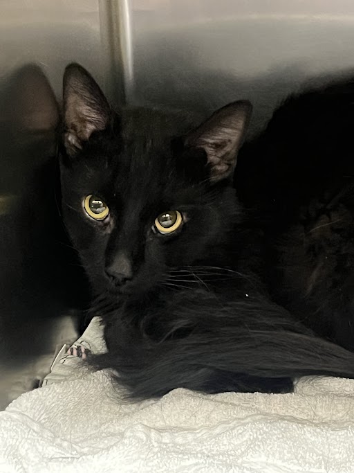 Shelter Stray Male Cat last seen Near BLOCK CHATTERER ST, NORTH LAS VEGAS NV 89084, Las Vegas, NV 89101