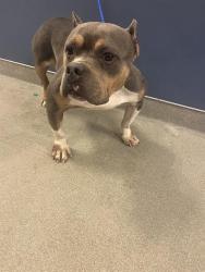 Shelter Stray Female Dog last seen Near BLOCK ANCHOR RD, Doral, FL 33122