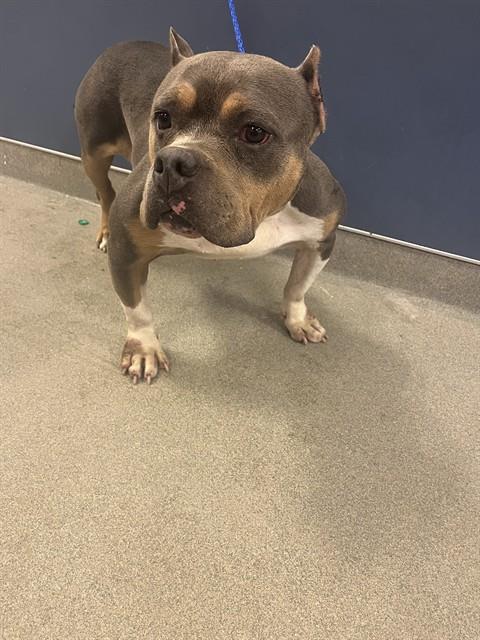 Shelter Stray Female Dog last seen Near BLOCK ANCHOR RD, Doral, FL 33122