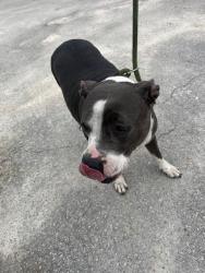 Shelter Stray Female Dog last seen Near BLOCK SW 62ND AVE, Doral, FL 33122
