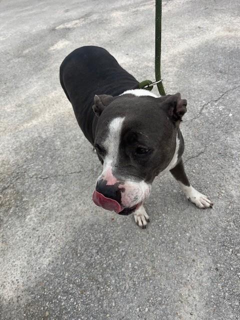 Shelter Stray Female Dog last seen Near BLOCK SW 62ND AVE, Doral, FL 33122