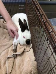 Shelter Stray Unknown Other last seen CITY VIEW DR & EXPLOREDORE CALLE, Brighton, CO 80601
