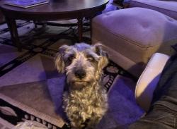 Reunited Male Dog last seen 52nd and St Andrews, Los Angeles, CA 90291