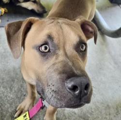 Shelter Stray Female Dog last seen Near BLOCK GREENWOOD DR, BAKERSFIELD CA 93306, Bakersfield, CA 93308