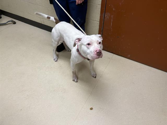 Shelter Stray Female Dog last seen Near BLOCK W HIGHLAND BLVD, Milwaukee, WI 53215
