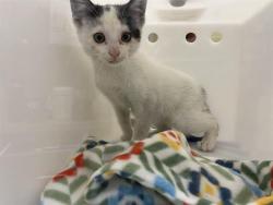 Shelter Stray Male Cat last seen Near BLOCK N 35TH ST, Milwaukee, WI 53215