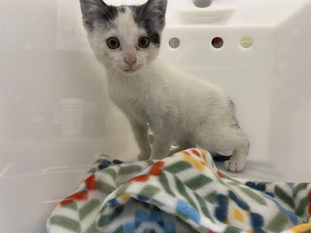 Shelter Stray Male Cat last seen Near BLOCK N 35TH ST, Milwaukee, WI 53215