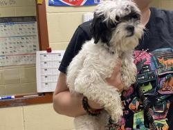 Shelter Stray Male Dog last seen Near BLOCK N LOVERS LANE RD, Milwaukee, WI 53215