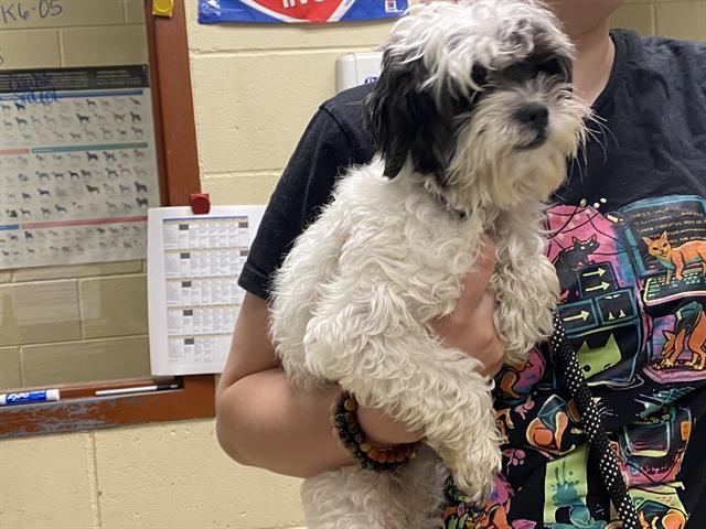 Shelter Stray Male Dog last seen Near BLOCK N LOVERS LANE RD, Milwaukee, WI 53215