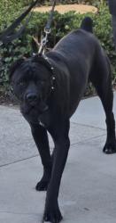 Shelter Stray Male Dog last seen , San Pedro, CA 90731