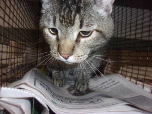 Shelter Stray Female Cat last seen , Los Angeles, CA 91405