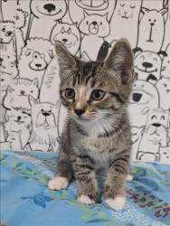 Shelter Stray Male Cat last seen , San Pedro, CA 90731