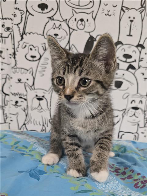 Shelter Stray Male Cat last seen , San Pedro, CA 90731