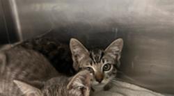 Shelter Stray Male Cat last seen , Los Angeles, CA 91405
