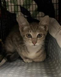 Shelter Stray Female Cat last seen , Los Angeles, CA 91405