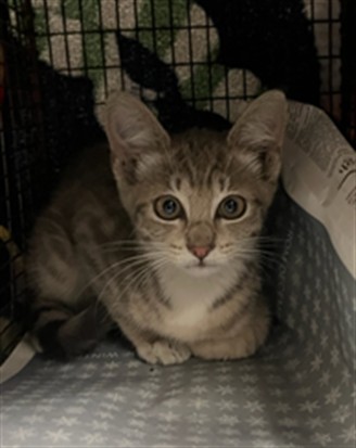 Shelter Stray Female Cat last seen , Los Angeles, CA 91405