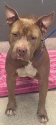 Shelter Stray Male Dog last seen COTTAGE GROVE RD, TALLAHASSEE FL 32303, Tallahassee, FL 32311