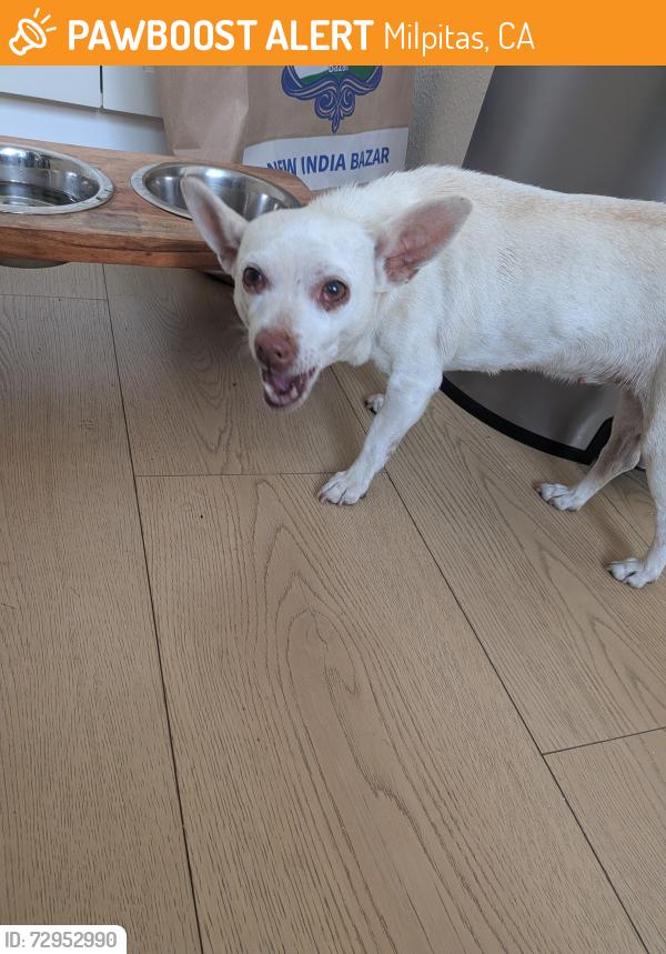 Found/Stray Unknown Dog last seen Murphy park, between Mt.Rainier avenue and Everglades drive, Milpitas, CA 95035