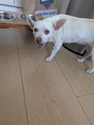 Found/Stray Unknown Dog last seen Murphy park, between Mt.Rainier avenue and Everglades drive, Milpitas, CA 95035
