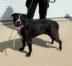 Shelter Stray Male Dog last seen Near BLOCK DIXIE, Watterson Park, KY 40218