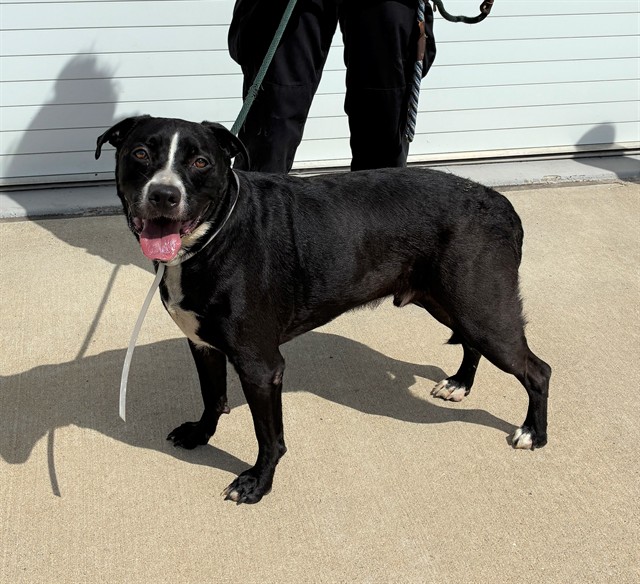 Shelter Stray Male Dog last seen Near BLOCK DIXIE, Watterson Park, KY 40218