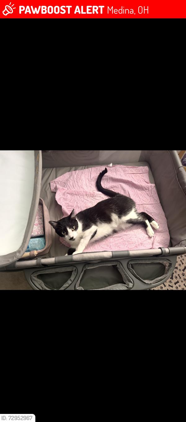 Lost Male Cat last seen Lafayette Rd and Yesterday Lane , Medina, OH 44256