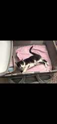 Lost Male Cat last seen Lafayette Rd and Yesterday Lane , Medina, OH 44256