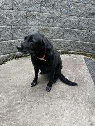 Reunited Unknown Dog last seen Bristol Caverns Road, Bristol, TN 37620