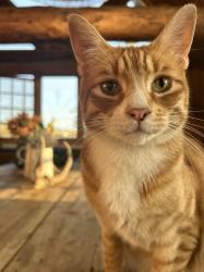 Lost Male Cat last seen Big Stacy  neighborhood park, Austin, TX 78704