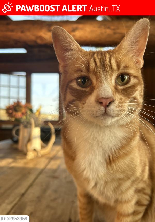 Lost Male Cat last seen Big Stacy  neighborhood park, Austin, TX 78704