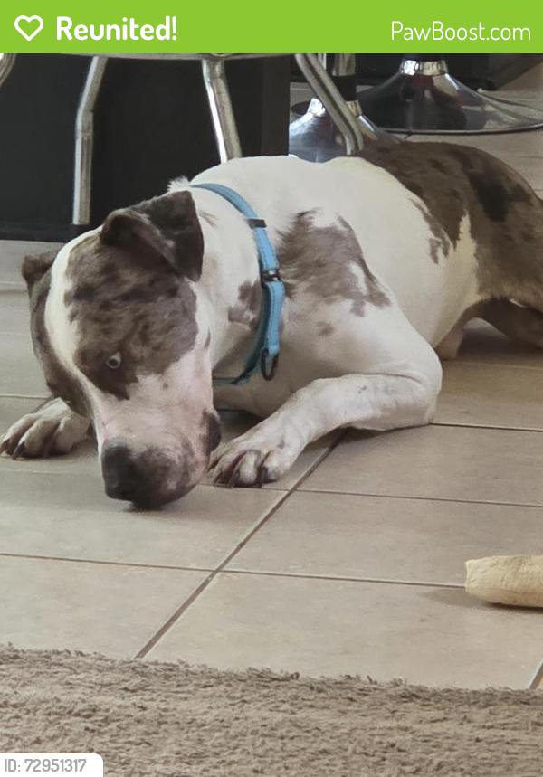 Reunited Male Dog last seen Old Greystone rd, DeKalb County, GA 30058
