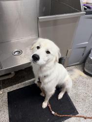 Reunited Female Dog last seen East Old Post Rd, Cherryville, NC 28021