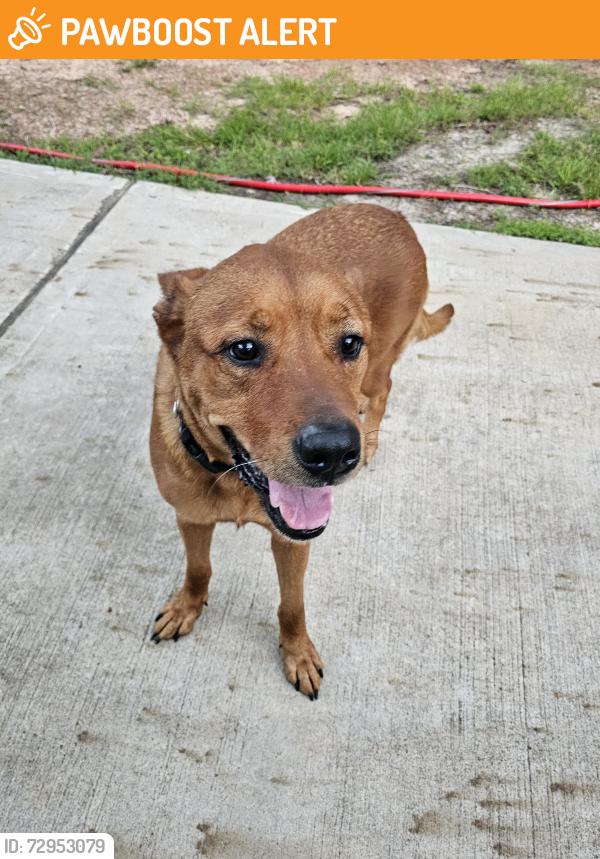Found/Stray Female Dog last seen Crockett Martin , Montgomery County, TX 77306