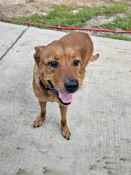 Found/Stray Female Dog last seen Crockett Martin , Montgomery County, TX 77306
