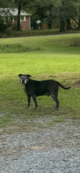Reunited Female Dog last seen On the Monroe/Lancaster line, Union County, NC 28112