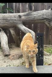 Reunited Male Cat last seen Cobblestone elementary. Stanford ranch road, Rocklin, CA 95765