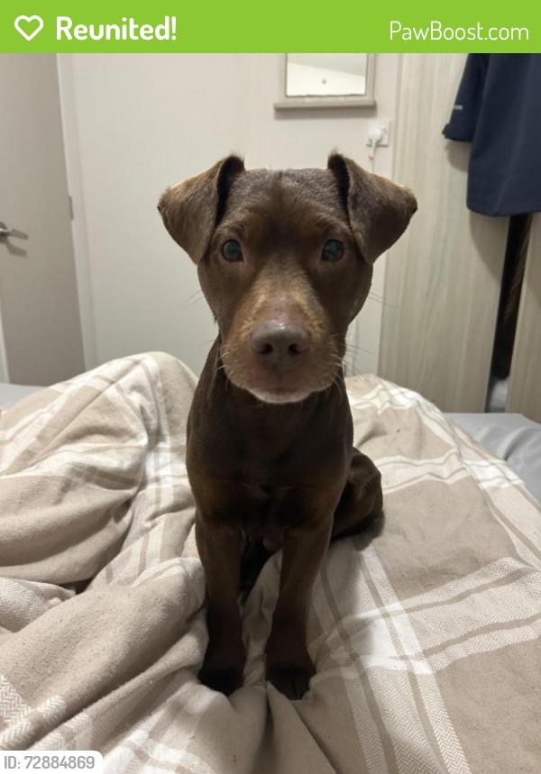 Reunited Male Dog last seen Marsh green, Wigan, England 